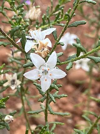 <i>Philotheca difformis</i> Species of plant