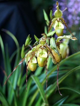 <i>Phragmipedium tetzlaffianum</i> Species of orchid