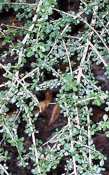 Phyllanthus microcladus Coffs Harbour.jpg