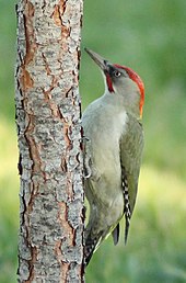 Photographie de profil d'un oiseau au long bec agrippé verticalement sur un tronc d'arbre.