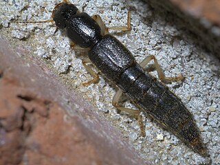 Pinophilini Tribe of beetles