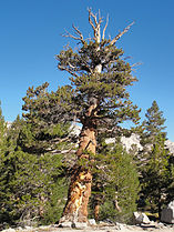 Kings Canyon National Park