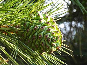 Pinus gerardiana India04.jpg