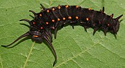 Dark pipevine swallowtail larva
