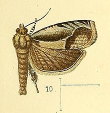 Pl.3-сурет.10-Phaecasiophora variabilis Уолсингем, 1891.jpg