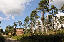 Exploração de pinheiros silvestres