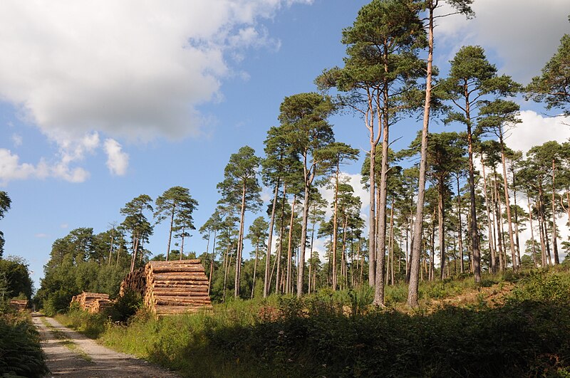 File:Plantation de pins sylvestres.jpg