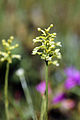 Platanthera clavellata