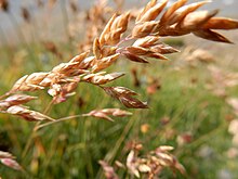 Poa arctica - panicle view (Matt Lavin).jpg