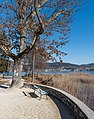 English: Winterly oak tree Deutsch: Winterliche Eiche