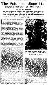 1936 article from Melbourne newspaper The Argus about venomous stonefish. Poisonous Stone Fish article 1936.jpg