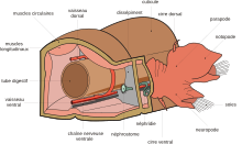 Polychaeta anatomy fr.svg