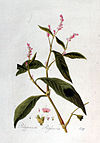 Polygonum persicaria — Flora Batava — Volume v2.jpg