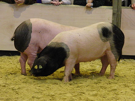 Свиньи датской. Порода свиней Йоркшир. Порода свиней домбре. Гемпширская порода свиней.