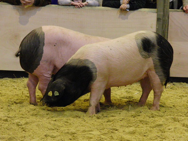 File:Porc basque SDA2010.JPG