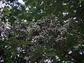 inflorescences de Posoqueria longiflora