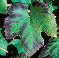 Grape leaf with potassium deficiency symptoms