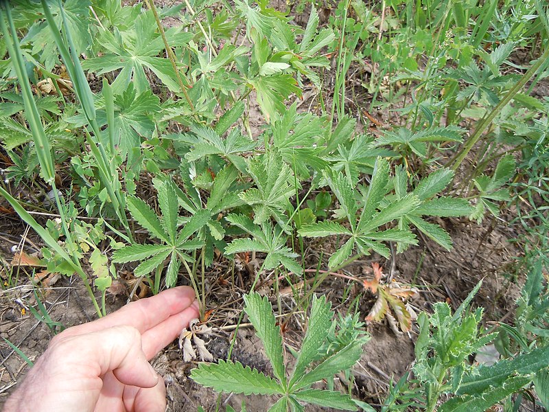 File:Potentilla gracilis (5087856802).jpg