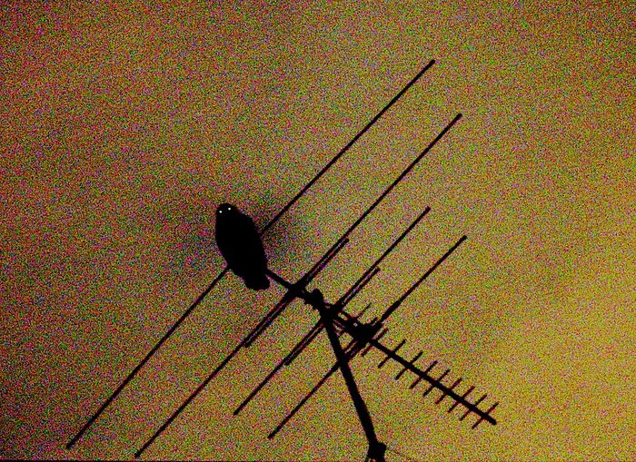 Powerful owl on a TV antenna. Show another