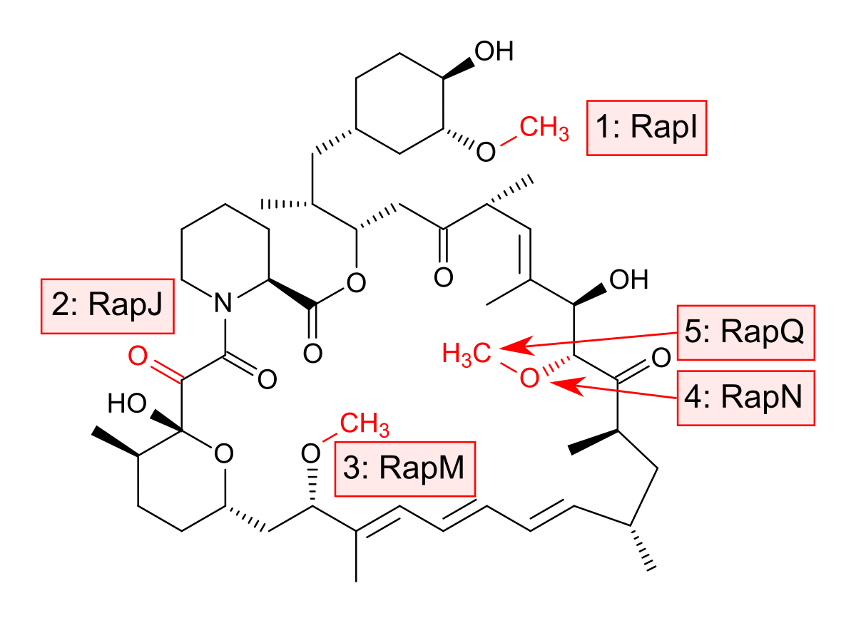 Рапамицин. Поликетидсинтаз. Сиролимус картинки.