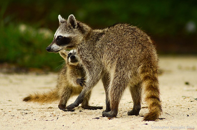 File:Procyon pygmaeus cub.jpg