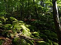 Prosečnice, Vlčí rokle - panoramio - Jiří Bernard (7).jpg