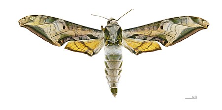 Protambulyx goeldii