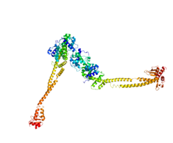 Ақуыз NUF2 PDB 2VE7.png