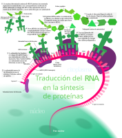 Síntesis de proteínas: el proceso de traducción