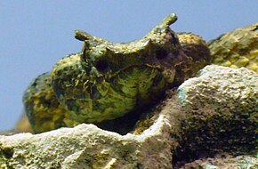 Protobothrops cornutus head (2) .jpg görüntüsünün açıklaması.