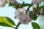 Thumbnail for File:Prunus serrulata Kwanzan 11zz.jpg