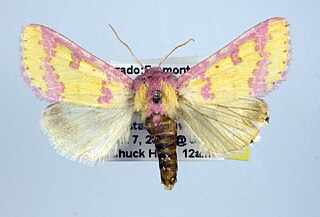 <i>Psectrotarsia suavis</i> Species of moth