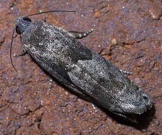 <i>Pseudexentera cressoniana</i> Species of moth