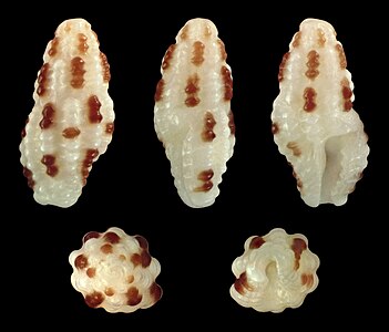 Pseudodaphnella barnardi