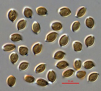 Psilocybe caerulescens spores Psilocybe.caerulescens.spores.1000x.dic.JPG