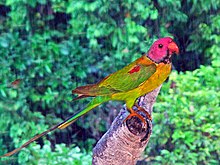 Psittacula roseata Psittaculidae - Psittacula roseata (Blossom-headed parakeet).JPG