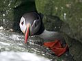 Adult in nest cavity, Machias Seal Island, Gulf of Maine