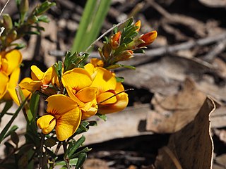 <i>Pultenaea microphylla</i> Species of flowering plant