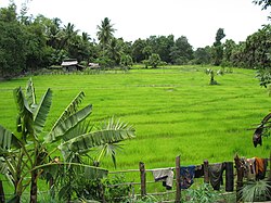 Pursat countryside