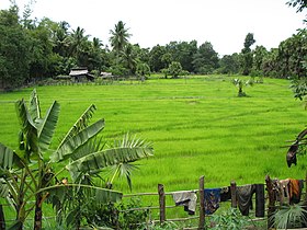 Pursat rice field.jpg
