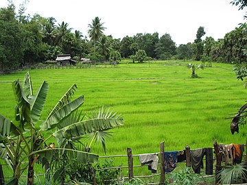 Plik:Pursat_rice_field.jpg