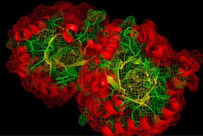 Cartoon view of 2EGZ DHQD. The alpha helices are displayed in red, and the beta sheets are displayed in yellow. (Created using MacPyMol)