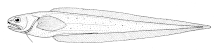 Pyramodon ventralis (tidak ada nama umum).gif