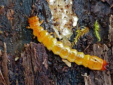Cardinal beetle larva Pyrochroa coccinea larva found under bark (13537222874).jpg