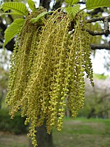 Quercus acutissima