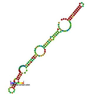 <span class="mw-page-title-main">Leucine operon leader</span>