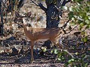   ♀ Raphicerus campestris