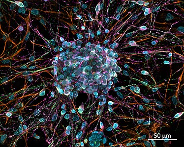 Rat primary cortical neuron culture