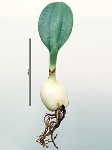 Rauhia multiflora bulb with scale bar (10 cm) Rauhia multiflora (Kunth) Ravenna.jpg