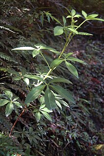 <i>Raukaua</i> Genus of flowering plants